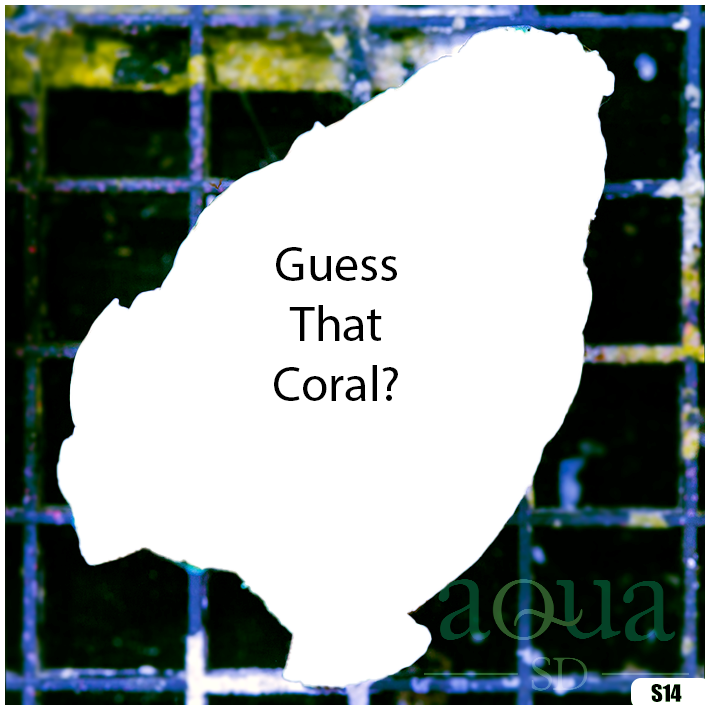Coral 2.png