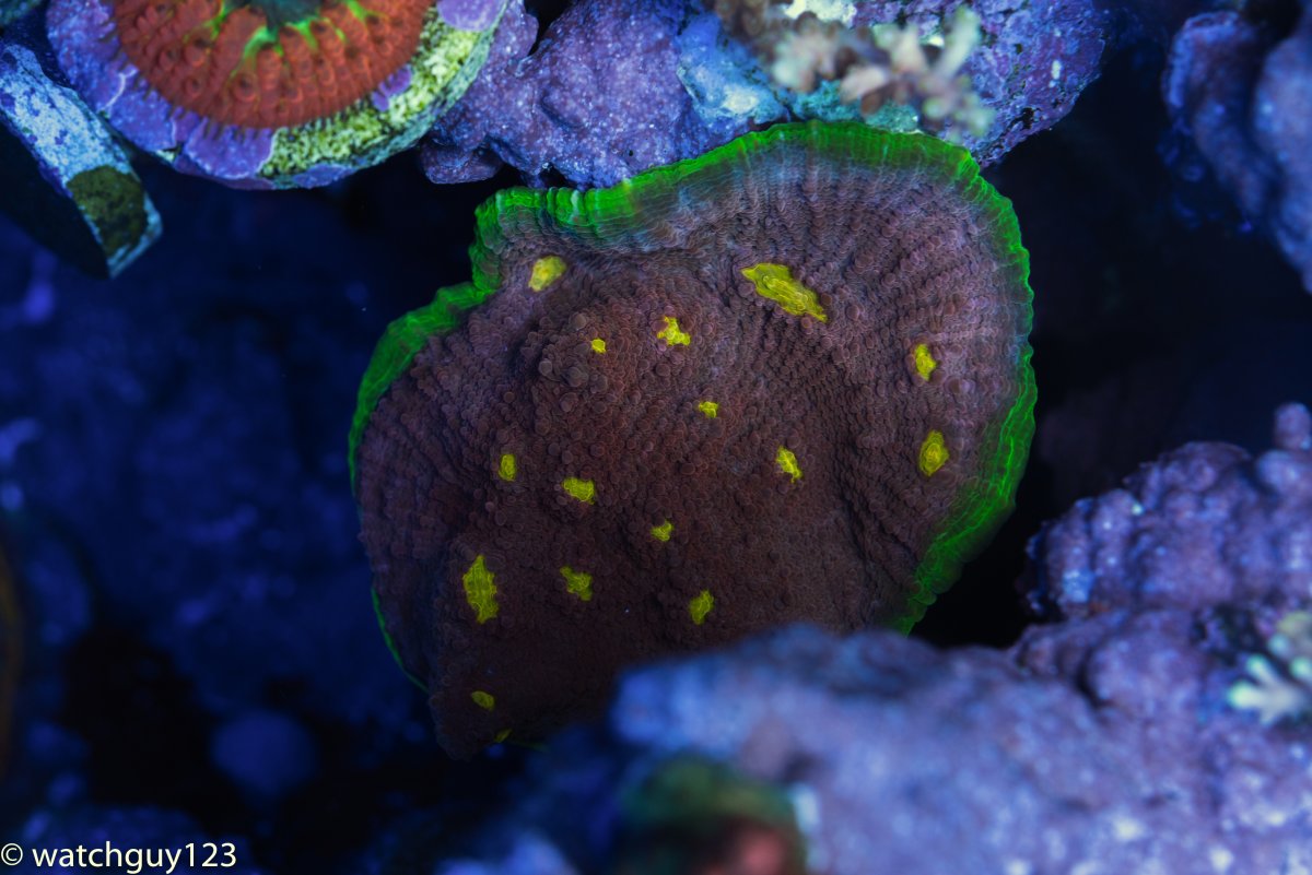 coral-20-2.jpg