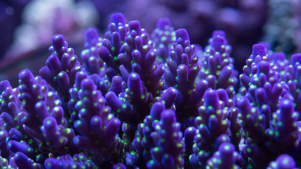 coral 20.jpeg