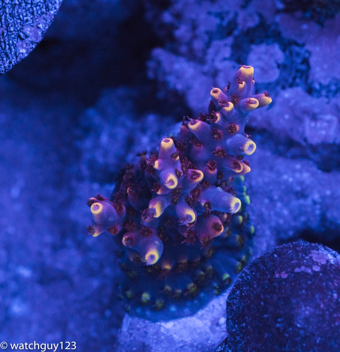 coral-20.jpg