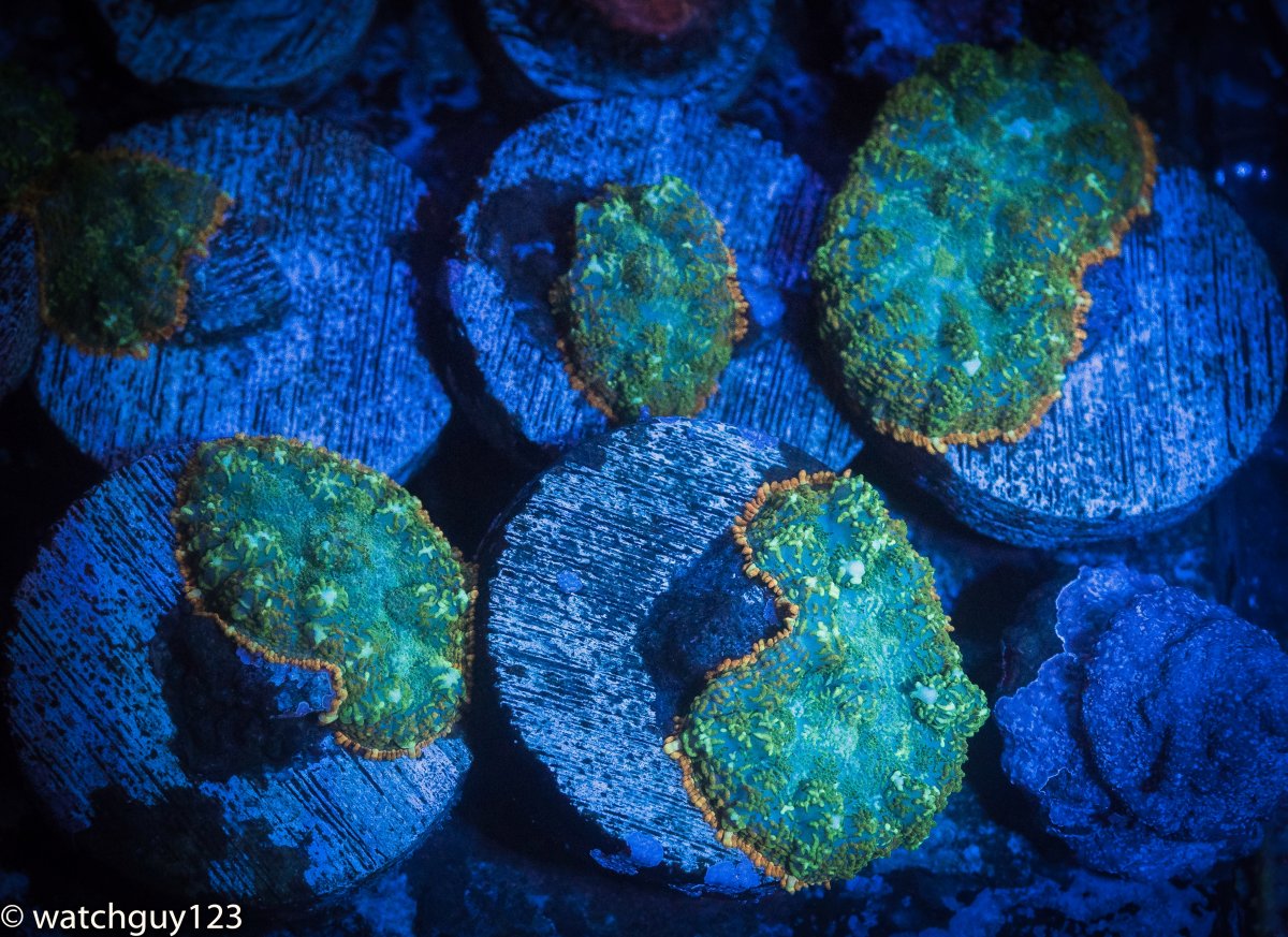 coral-201.jpg