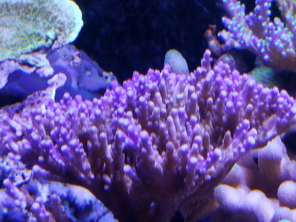 coral 2016.jpg
