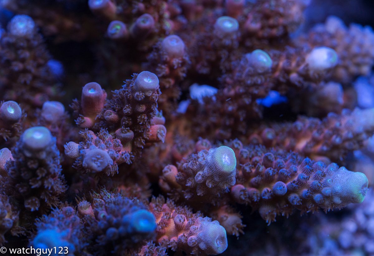 coral-202.jpg