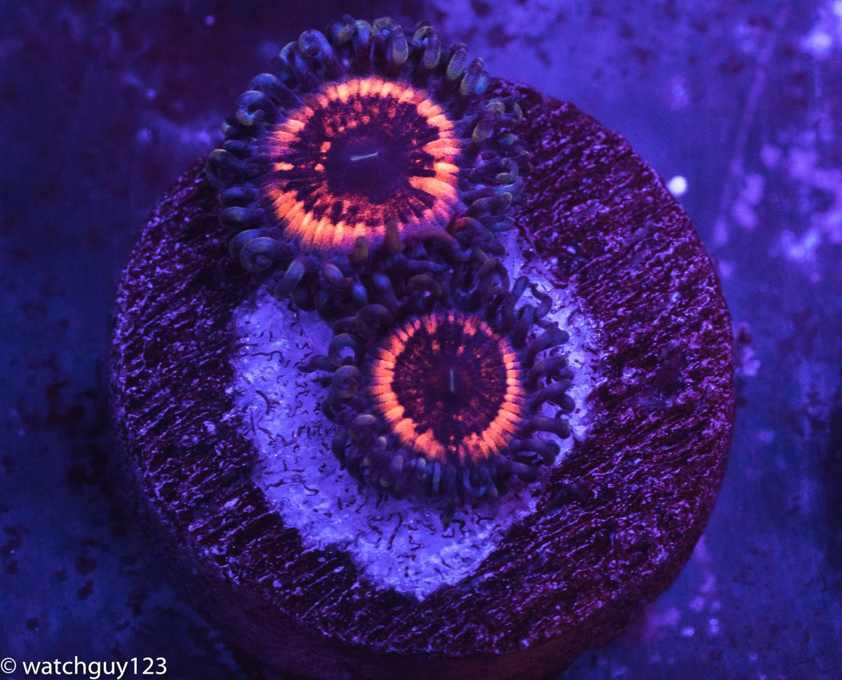 coral-207.jpg