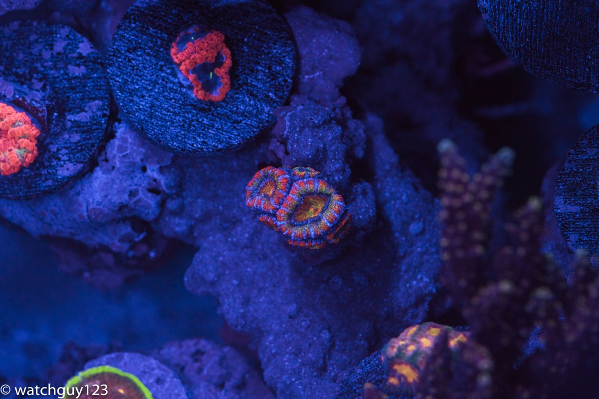 coral-21.jpg