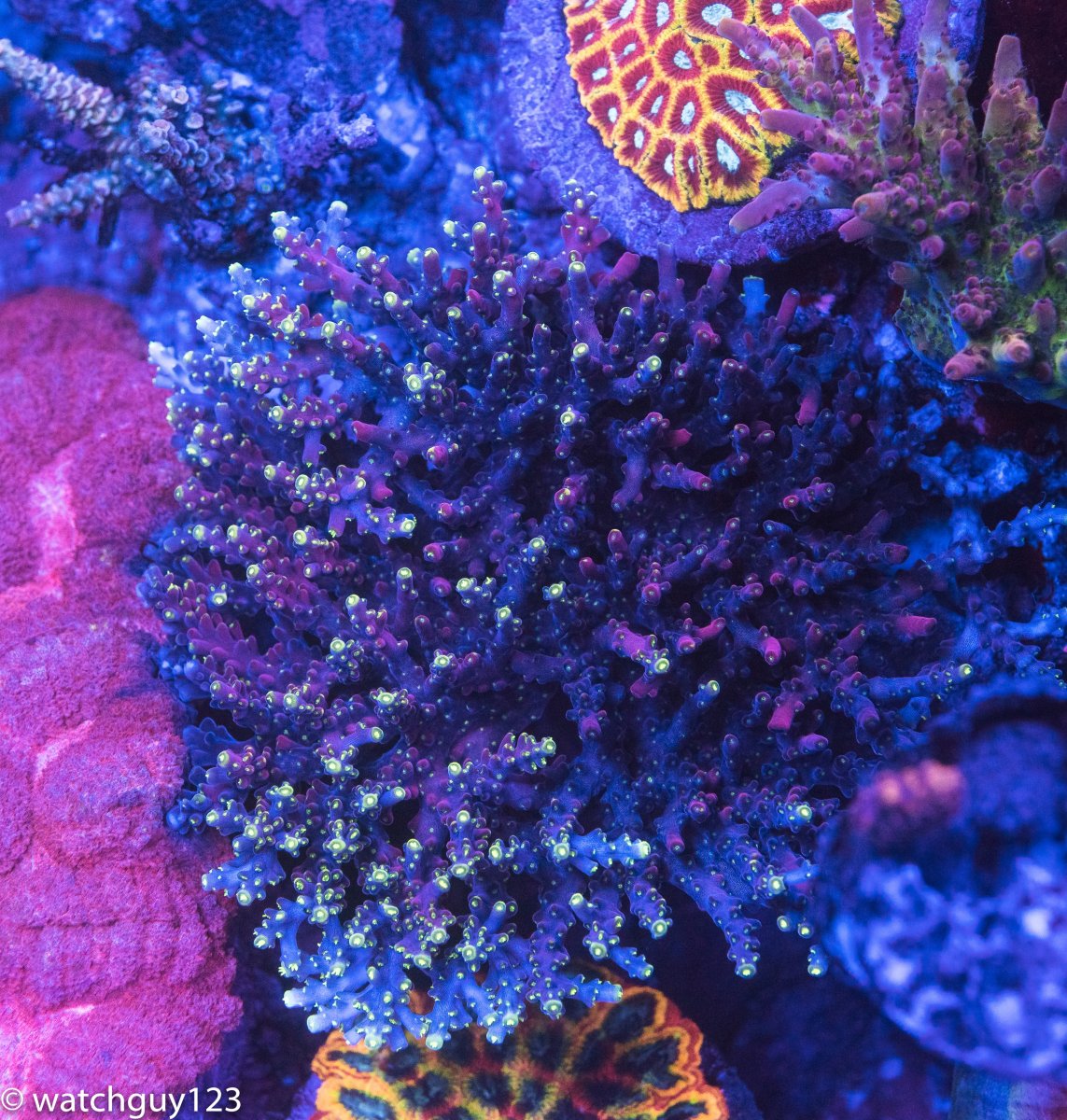 coral-21.jpg