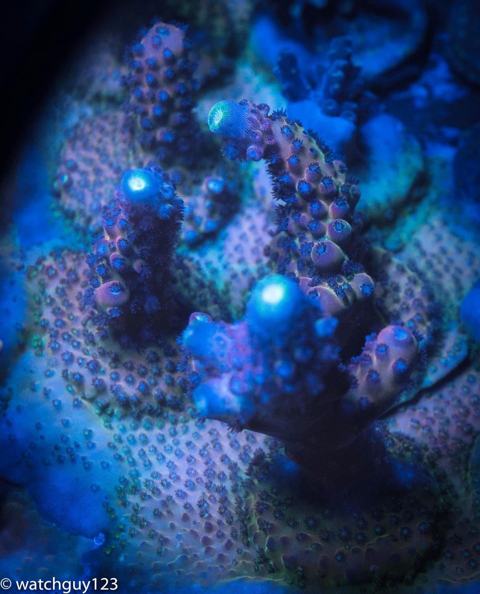 coral-215.jpg