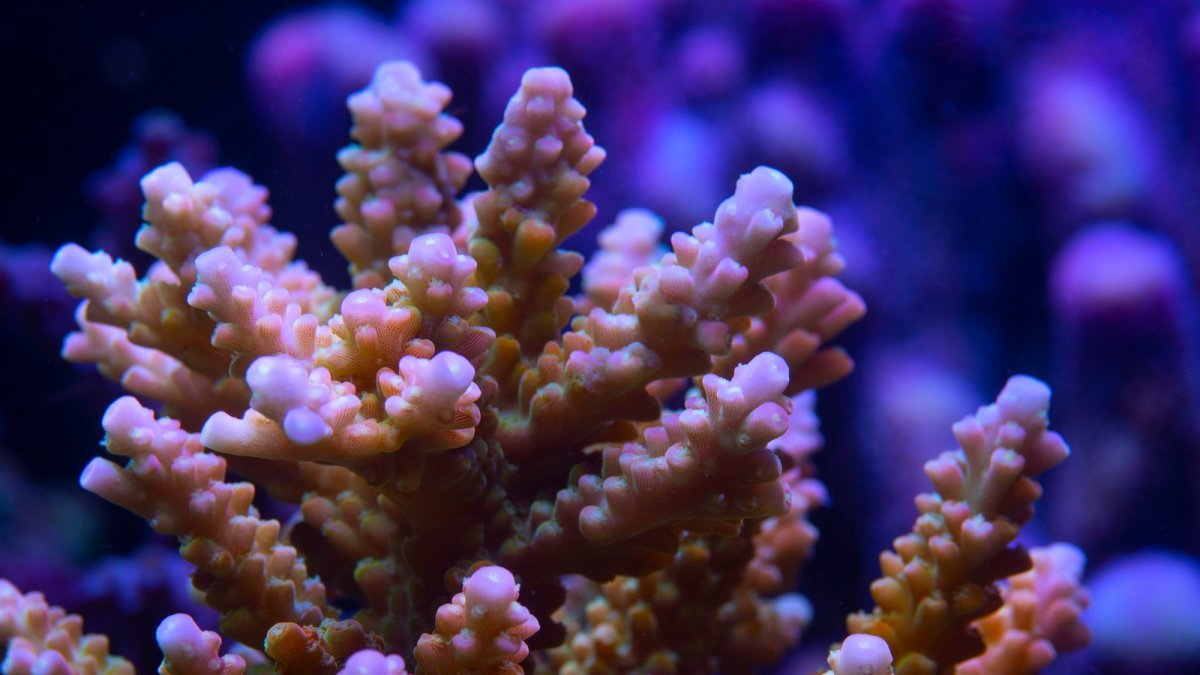 coral 22.jpeg