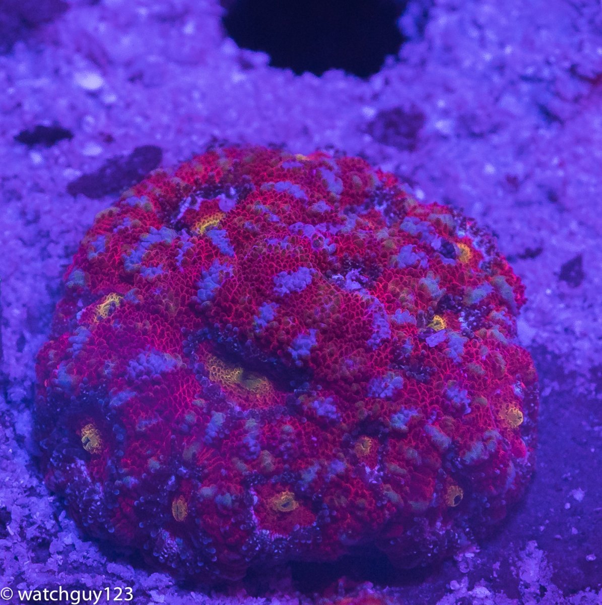 coral-22.jpg