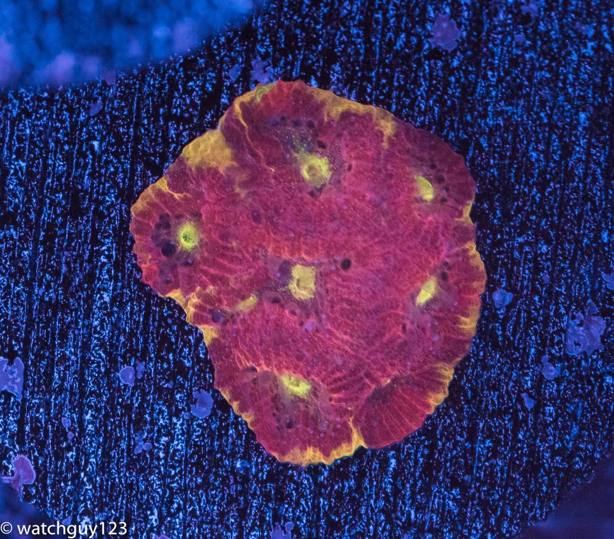 coral-23.jpg