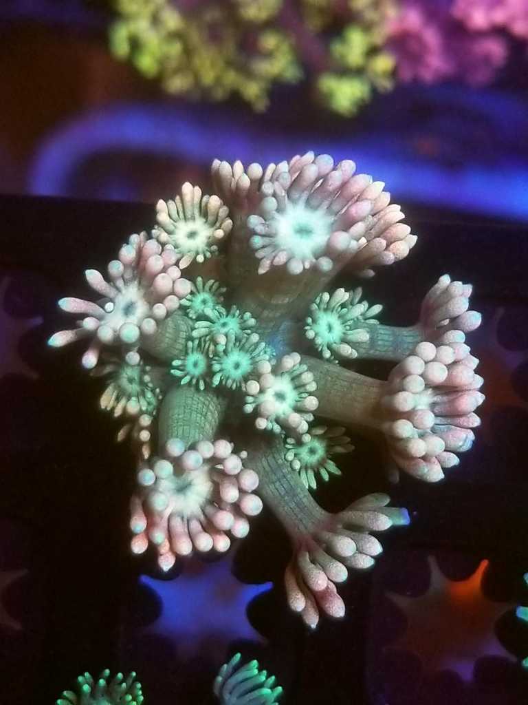 coral-231-768x1024.jpg