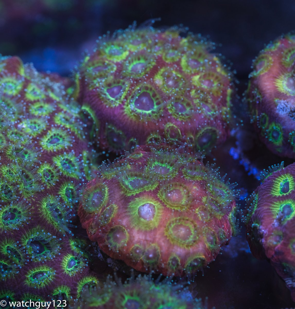 coral-232.jpg