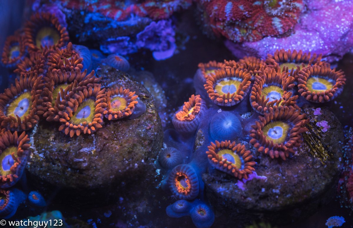 coral-234.jpg