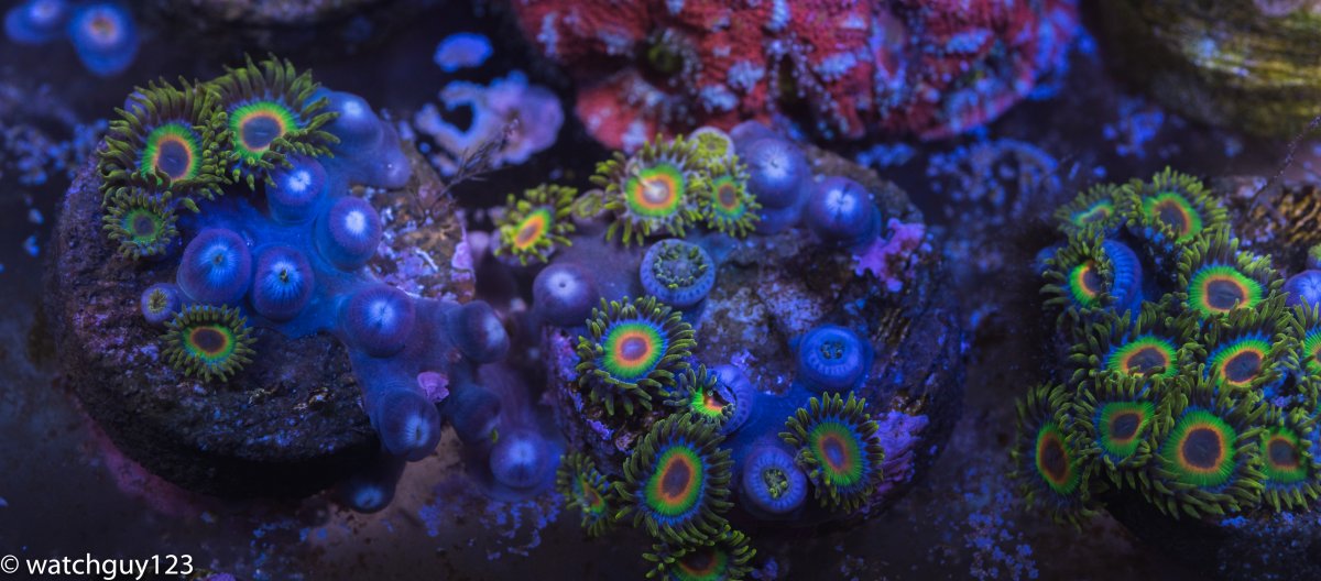 coral-235.jpg
