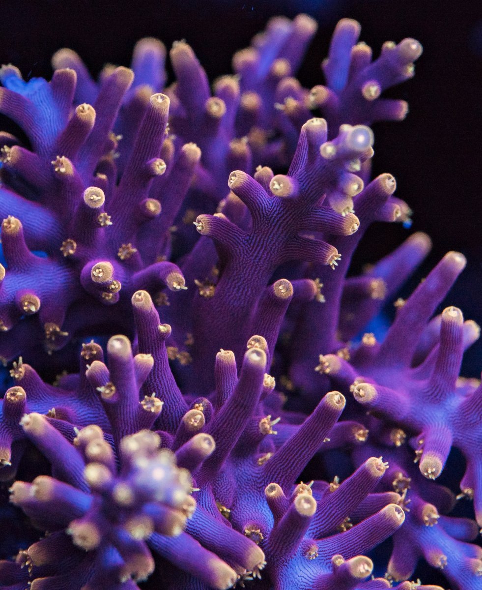 coral-24-1.jpg