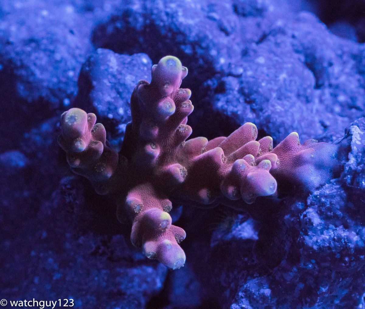 coral-24.jpg