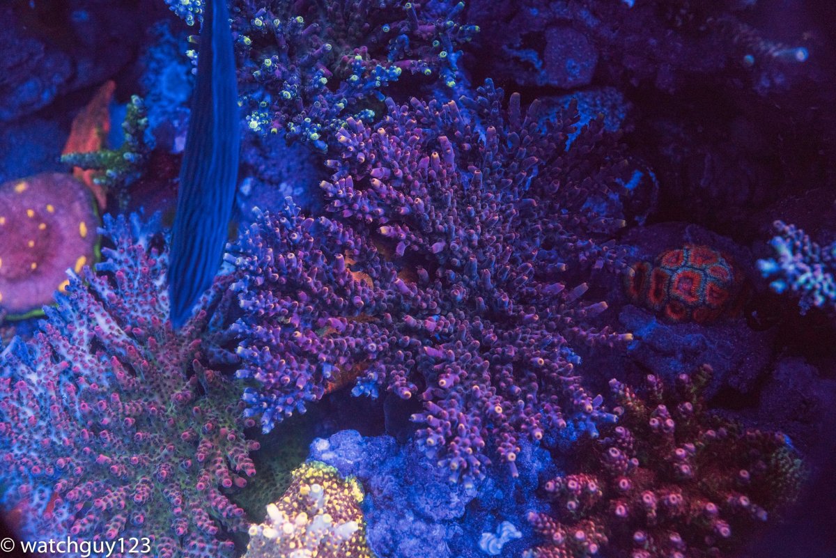 coral-24.jpg