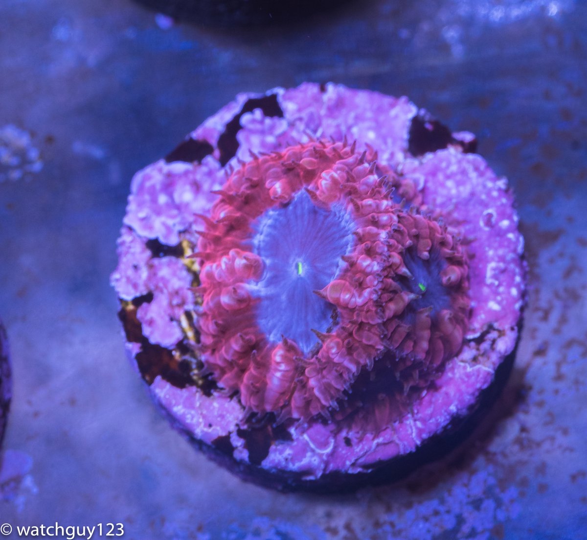 coral-240.jpg