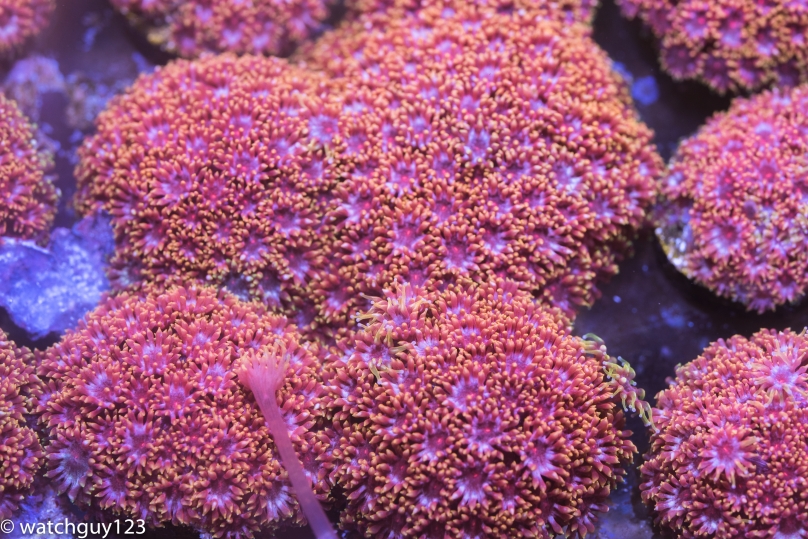 coral-241.jpg
