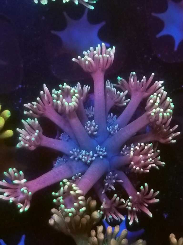 coral-242-768x1024.jpg