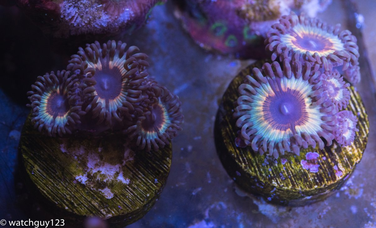 coral-246.jpg