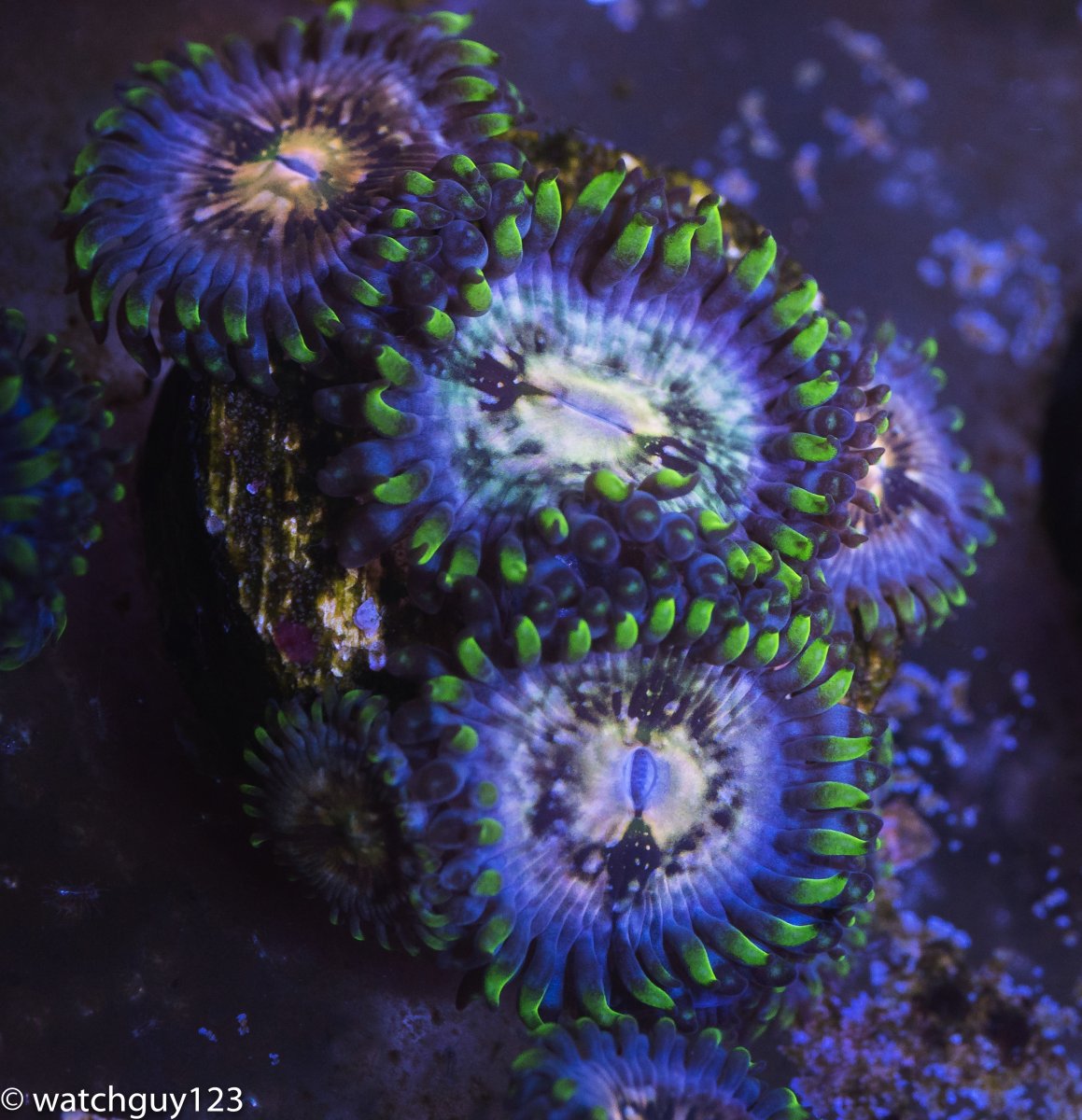 coral-247.jpg