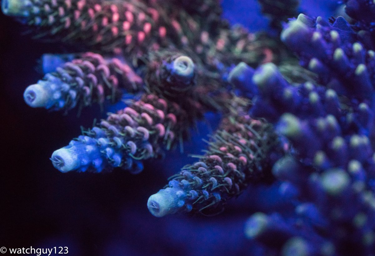 coral-25-1.jpg
