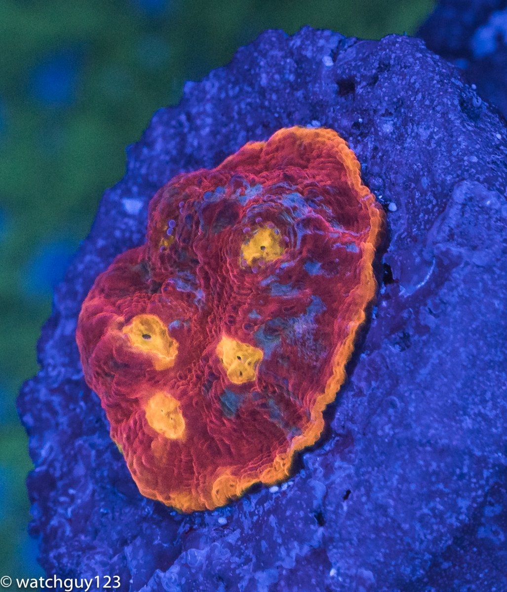 coral-25.jpg