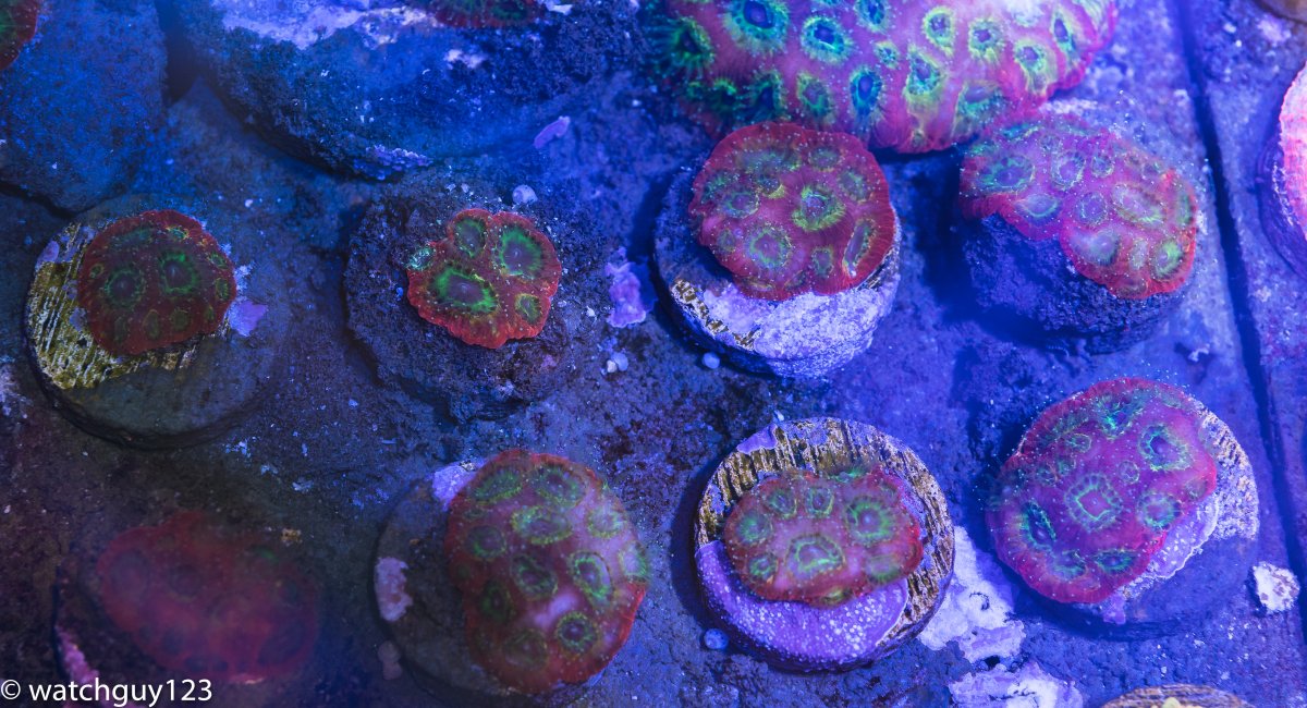 coral-25.jpg