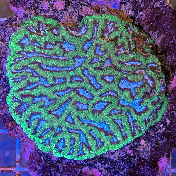 coral (25).jpg