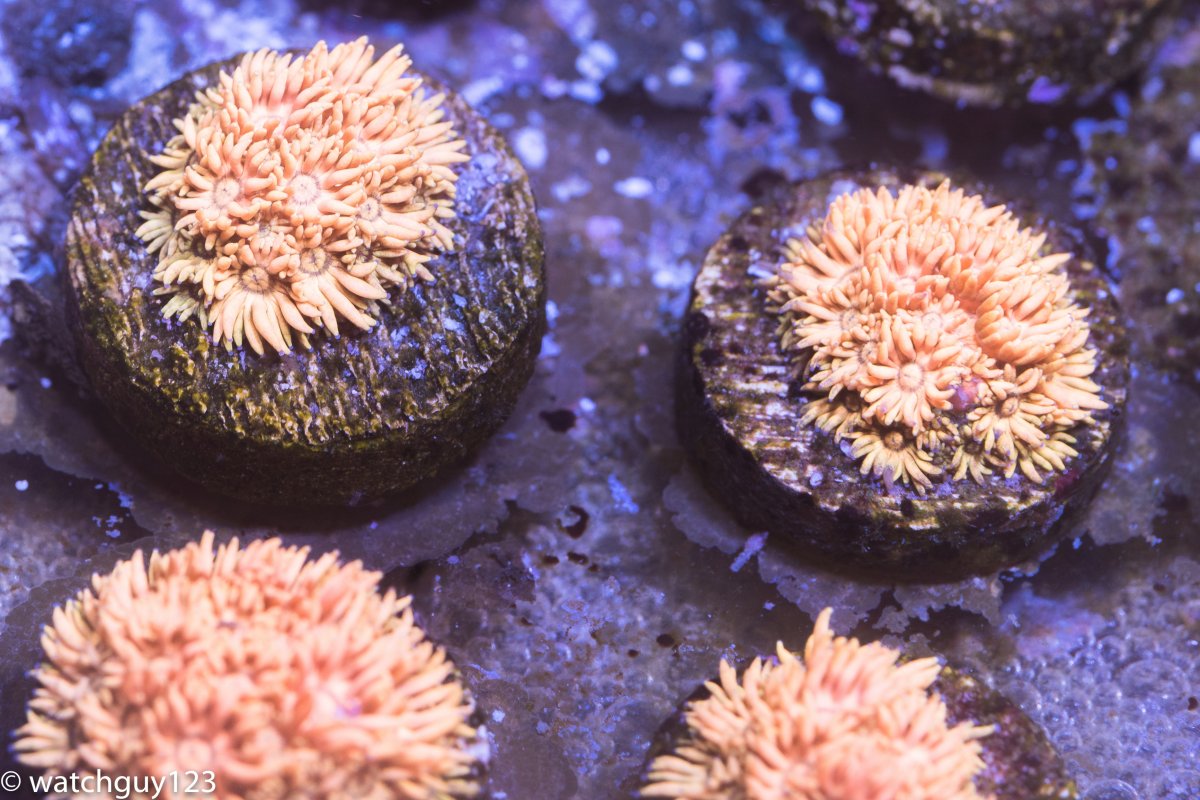 coral-250.jpg