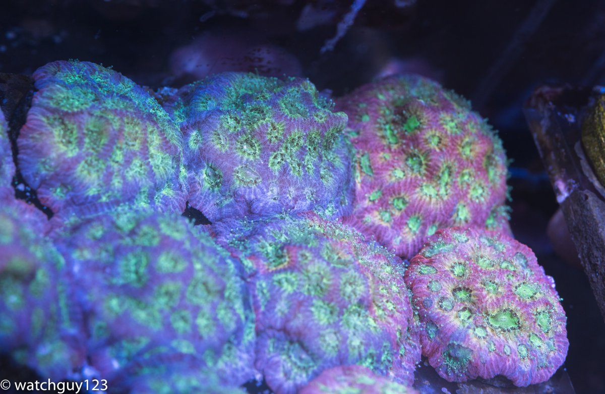 coral-259.jpg