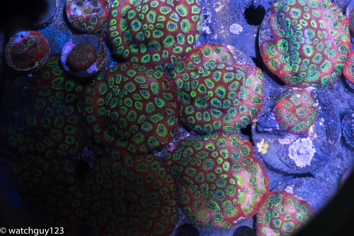coral-26.jpg