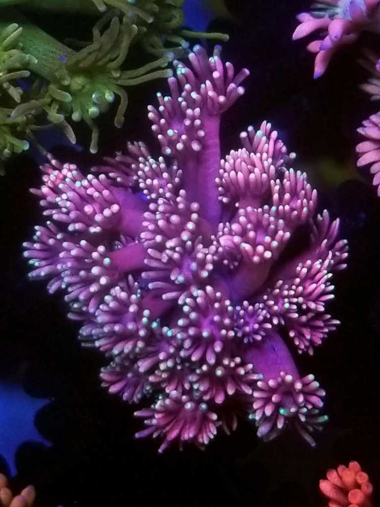 coral-260-768x1024.jpg