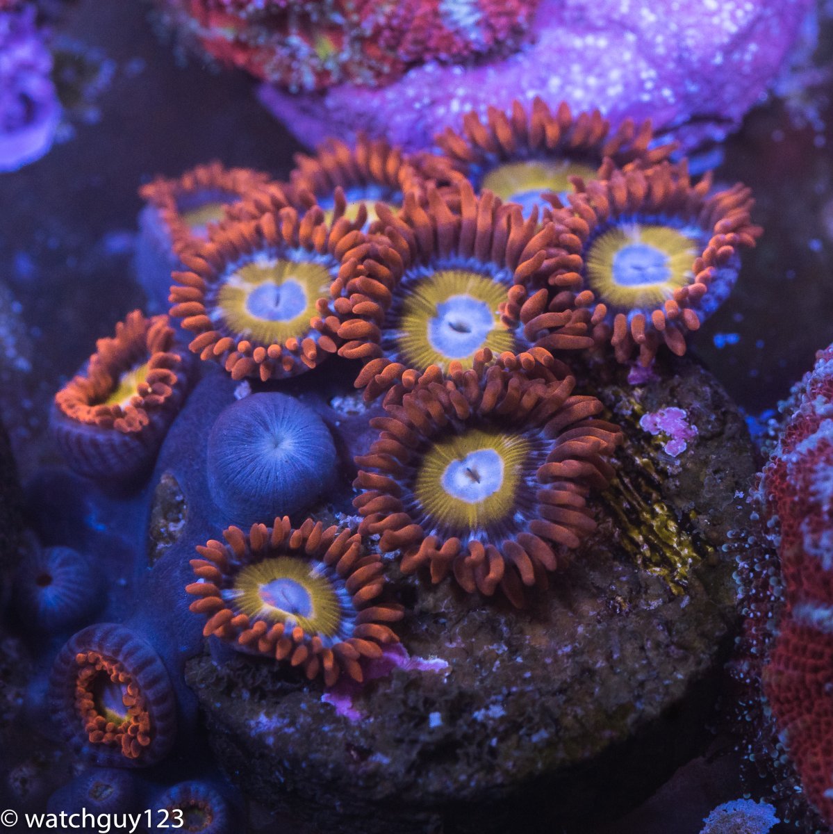 coral-262.jpg