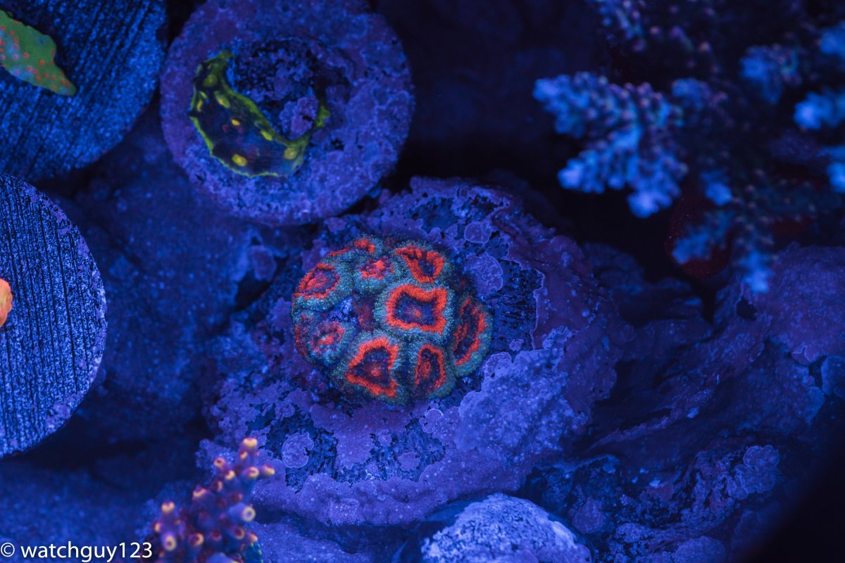coral-27.jpg