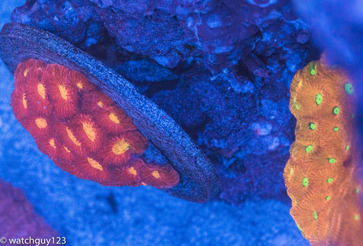 coral-270.jpg