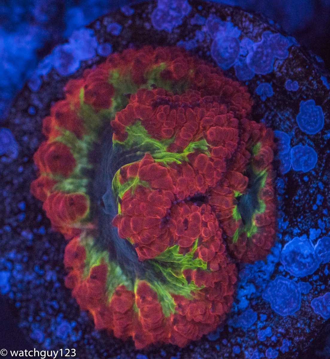 coral-271.jpg