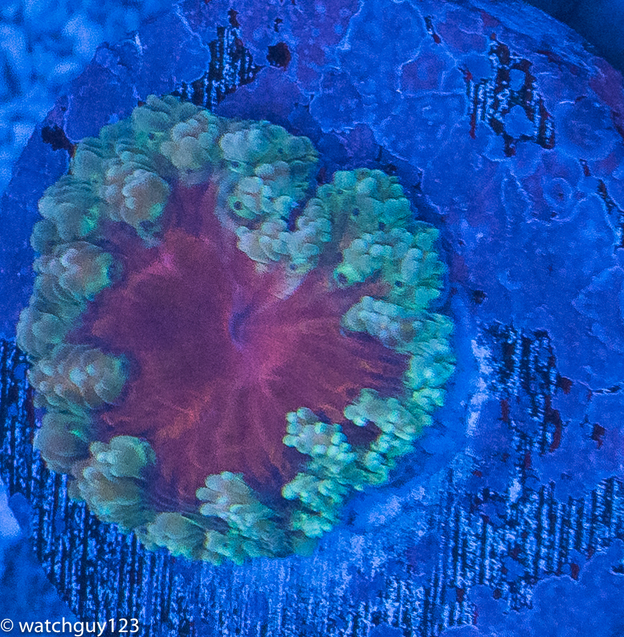 coral-274.jpg