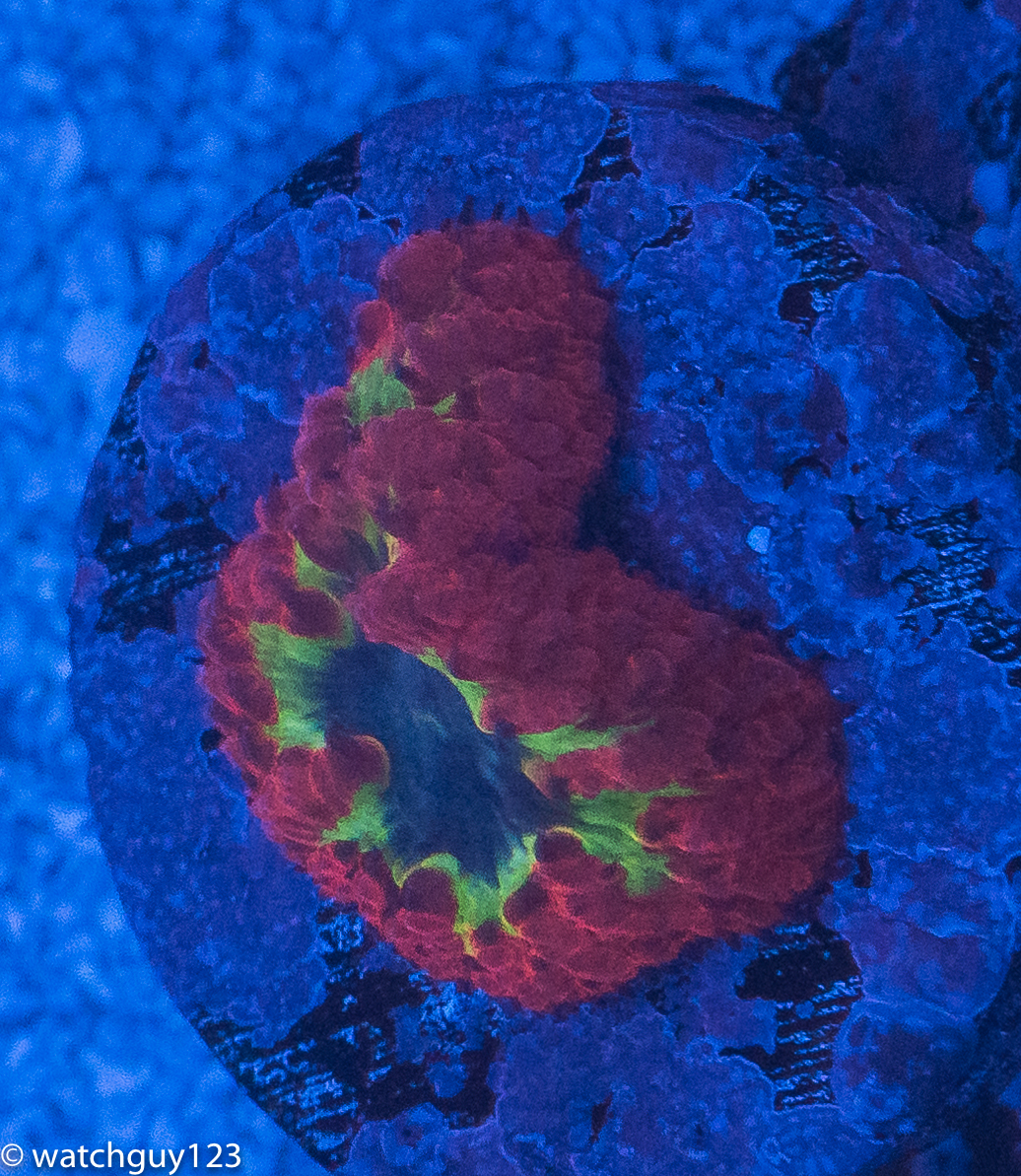 coral-275.jpg