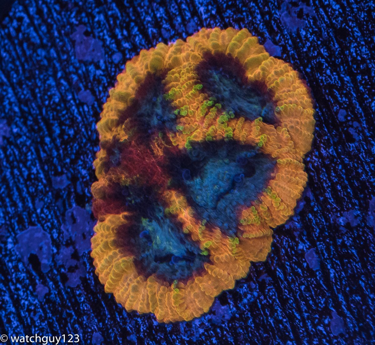 coral-28.jpg