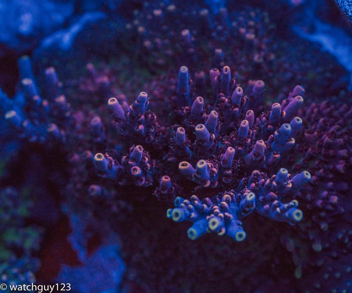 coral-28.jpg