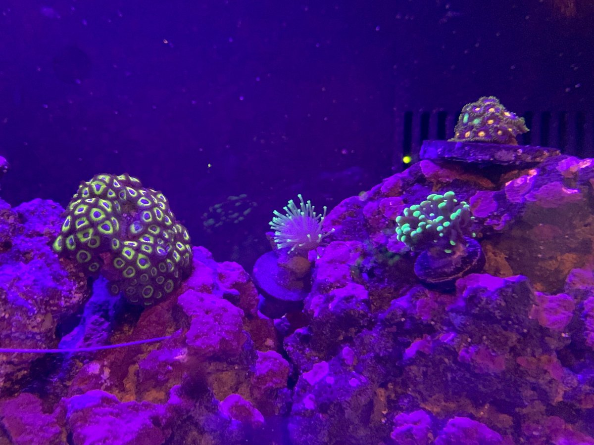 Coral 3.jpeg