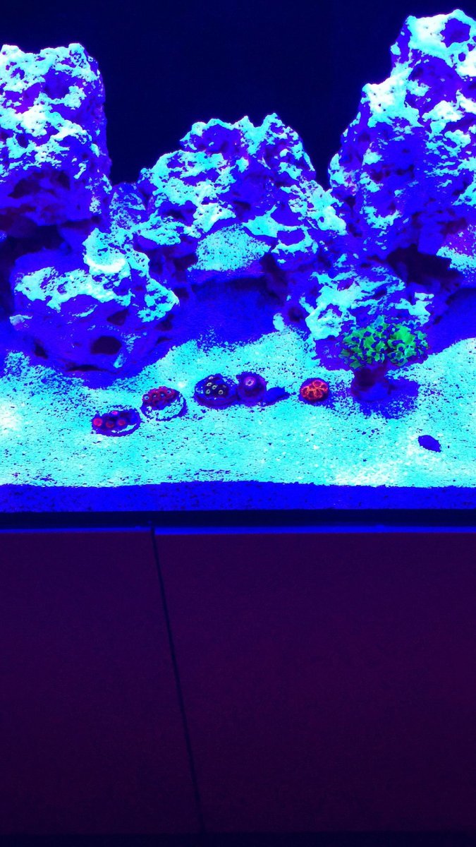 coral 3.jpeg