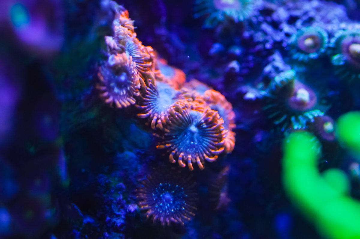 coral 3.jpeg