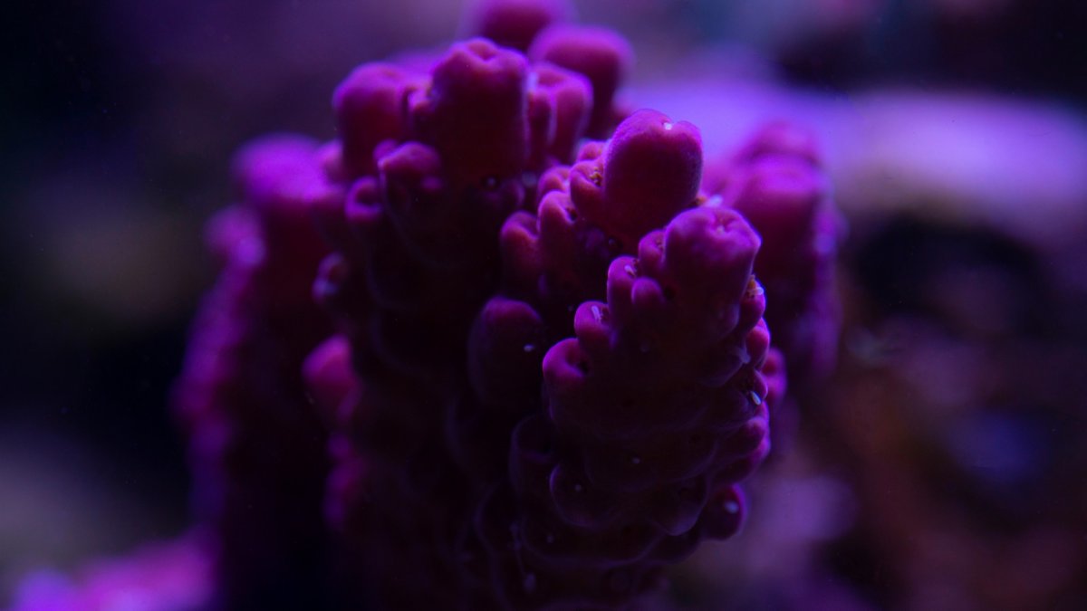 coral 3.jpeg