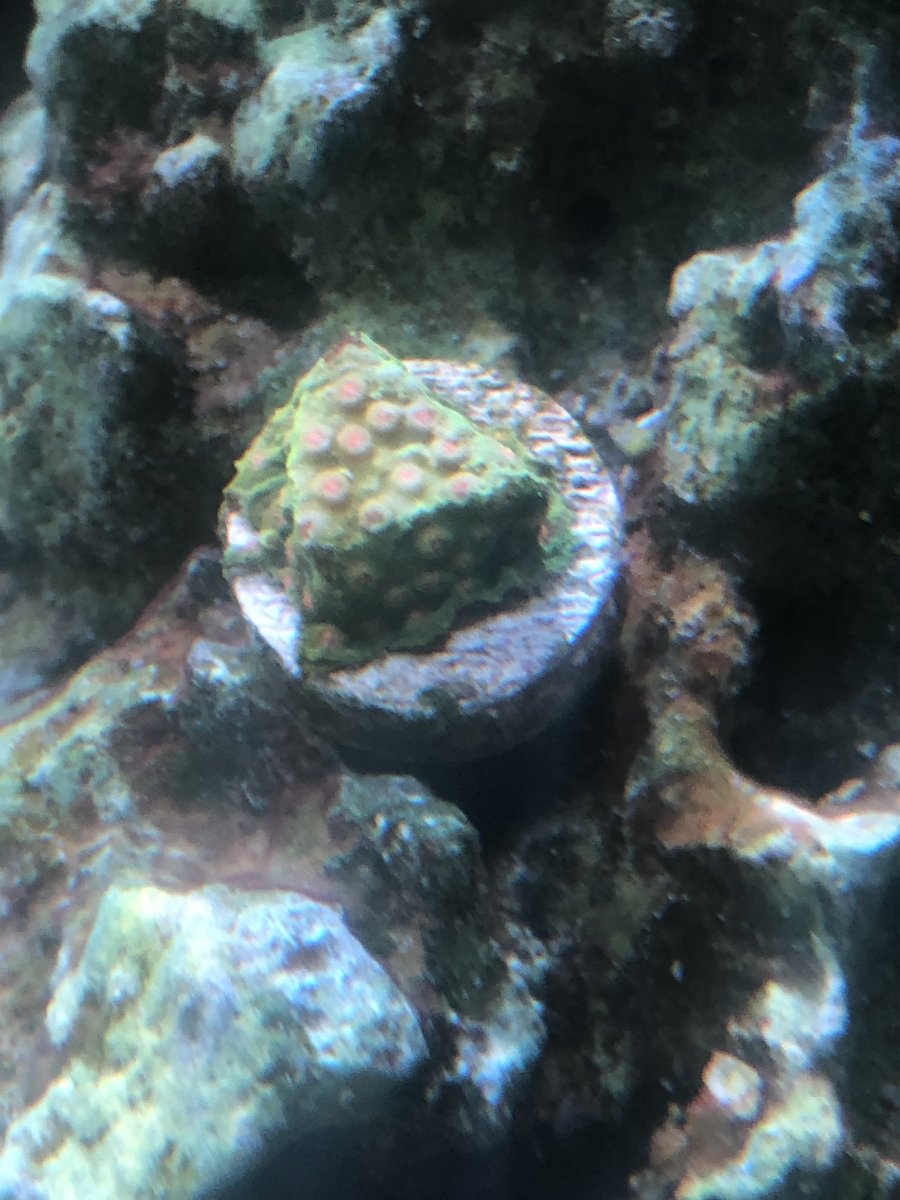 Coral 3.jpg