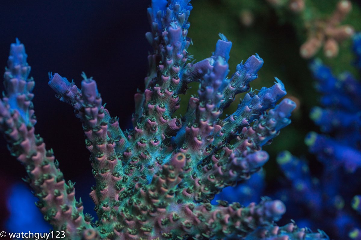 coral-3.jpg