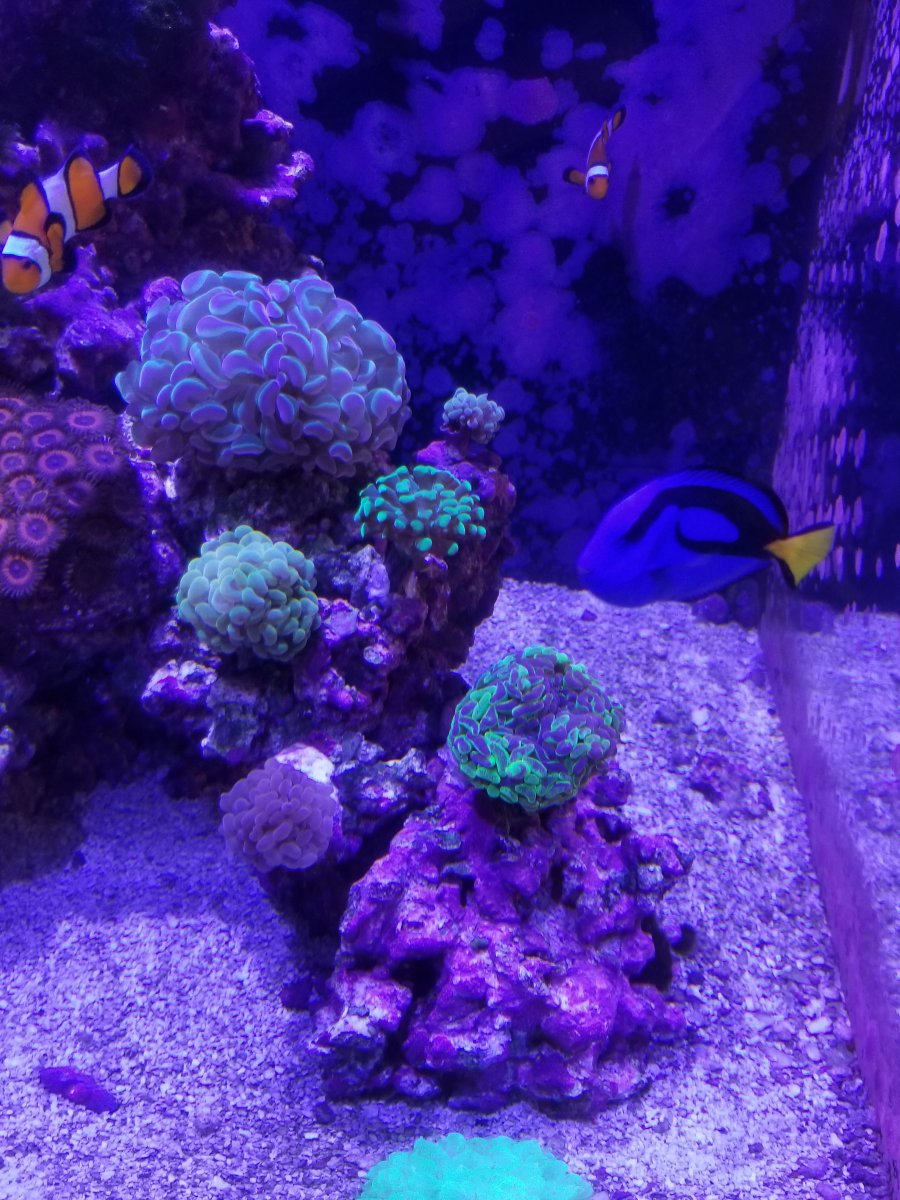 coral 3.jpg