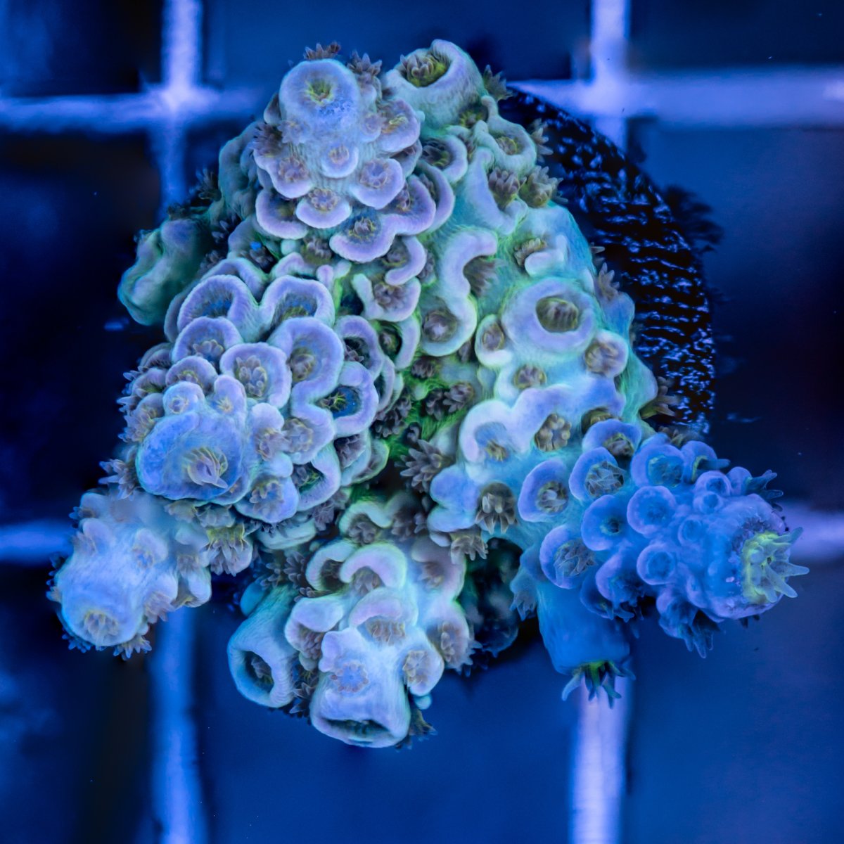 Coral-3.jpg